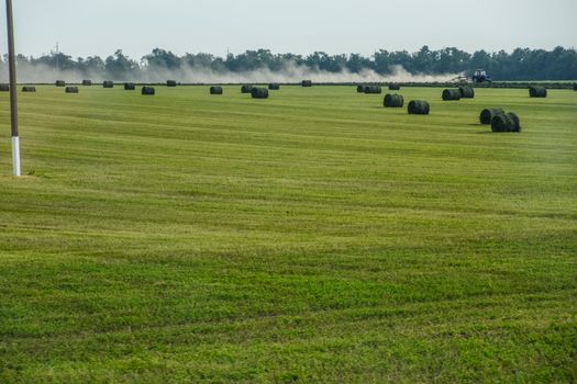 Field with bales of hay. Preparing hay for feeding animals. Newly beveled hay in bales on the field.