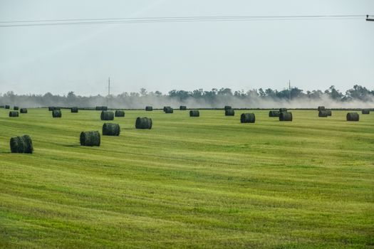 Field with bales of hay. Preparing hay for feeding animals. Newly beveled hay in bales on the field.