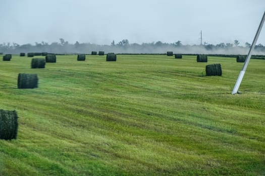 Field with bales of hay. Preparing hay for feeding animals. Newly beveled hay in bales on the field.