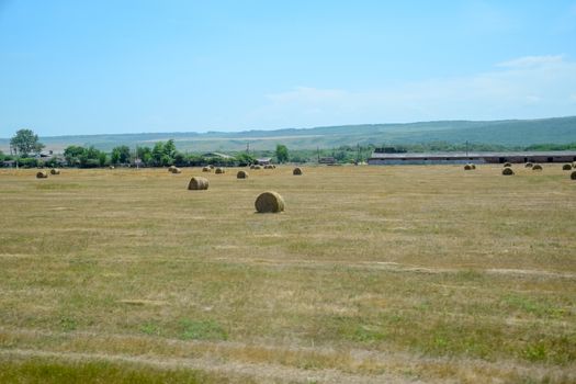 Field with bales of hay. Preparing hay for feeding animals. Newly beveled hay in bales on the field.