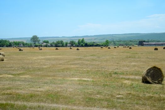 Field with bales of hay. Preparing hay for feeding animals. Newly beveled hay in bales on the field.