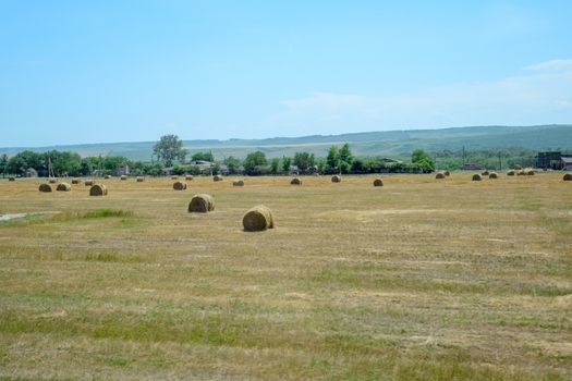 Field with bales of hay. Preparing hay for feeding animals. Newly beveled hay in bales on the field.