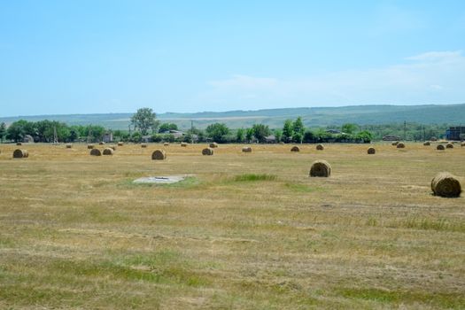 Field with bales of hay. Preparing hay for feeding animals. Newly beveled hay in bales on the field.