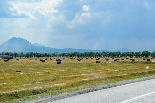 Field with bales of hay. Preparing hay for feeding animals. Newly beveled hay in bales on the field.