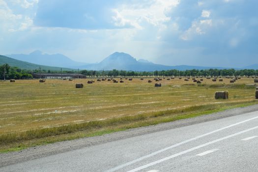 Field with bales of hay. Preparing hay for feeding animals. Newly beveled hay in bales on the field.