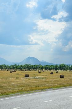 Field with bales of hay. Preparing hay for feeding animals. Newly beveled hay in bales on the field.