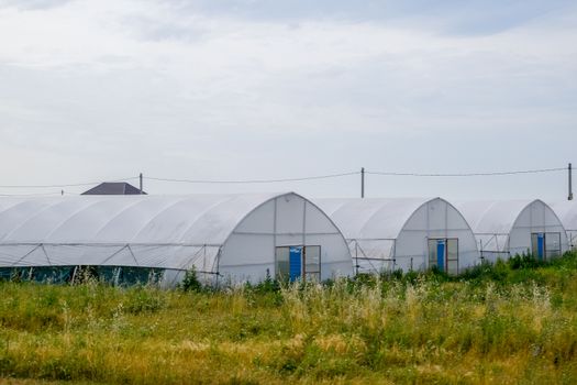 Large industrial greenhouses for growing a tomatoes and cucumbers.