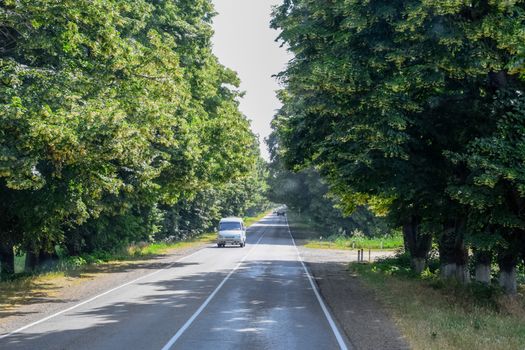 road in a linden forest. Linden on the sides of the track.