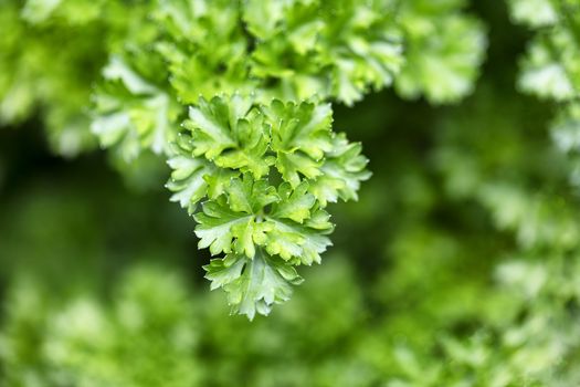 Close up of fresh Italian Flat Leaf Parsley 