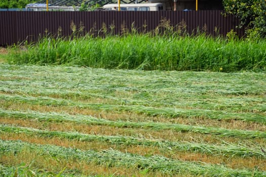 The beveled hay lies on the haypit and dries. mowing the grass on the hay.