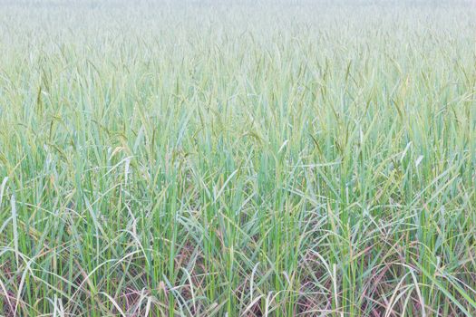 horizontal photo of green rice with dews in the field background.