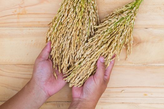 closeup hand holding ear of rice on wooden background