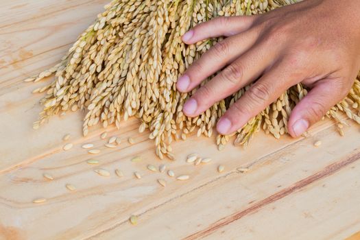 closeup hand touching ear of rice on wooden background