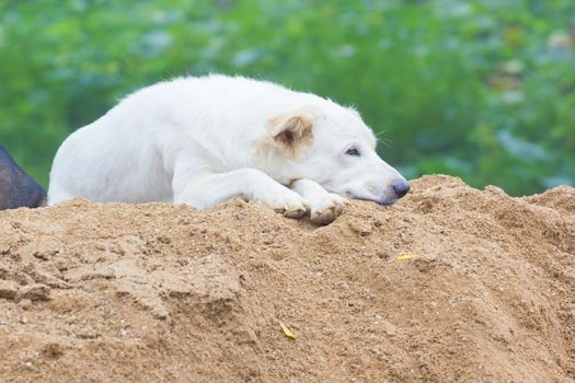 white sleepy dog sitting on the sand, horizontal photo