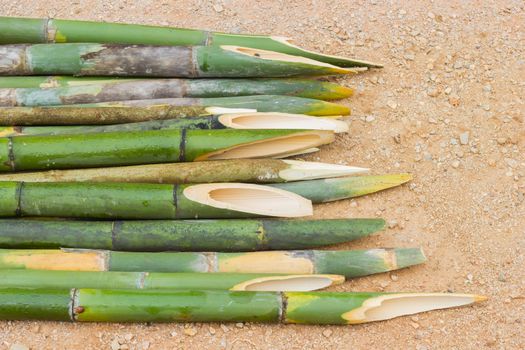 sharpened bamboo sticks on the ground used for stabbing dracular, copyspace