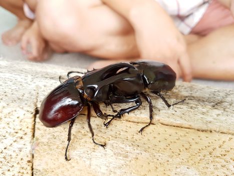 close-up rhinoceros beetle fighting on the wood log