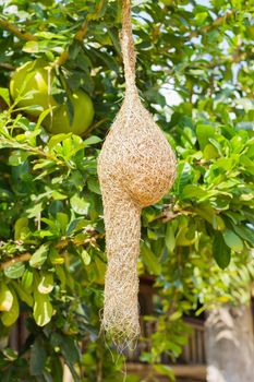 nest of Baya Weaver on pomelo tree