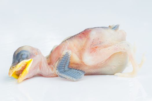 dead very young bird over white background