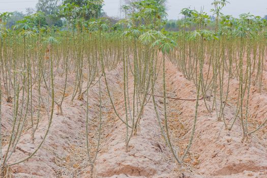 cassava plantation in the field, Thailand