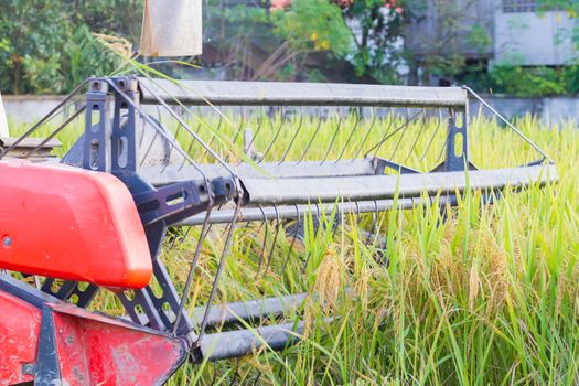 close-up combine harvester agriculture machine harvesting green ripe rice field