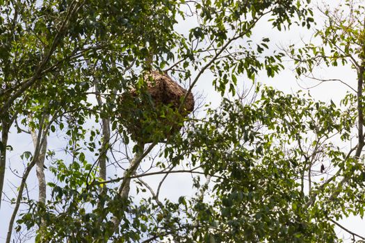 Wasp nest on tree in deep forest, Thailand