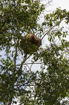 Large nest of wasps hangs overhead on a rubber tree branch, Thailand