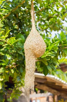 nest of Baya Weaver on blur tree background