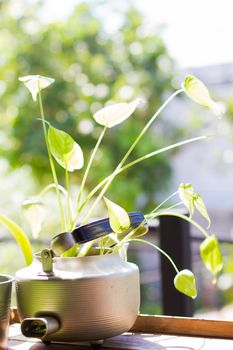 decorative plants in vintage kettle on wooden background with copyspace. Vertical photo.