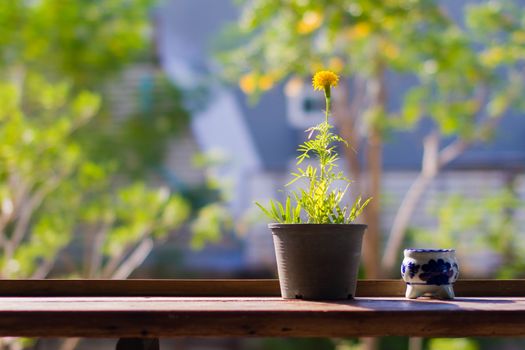 Yellow flowers or Marigold in black pot with ceramic ashtray on wooden table in front of blur bokeh background