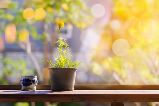 Yellow flowers or Marigold in black pot with ceramic ashtray on wooden table in front of blur bokeh background