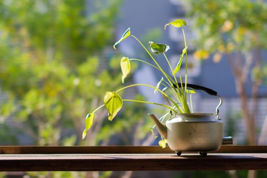 decorative plants in vintage kettle on wooden table with copyspace on the left. Bokeh background