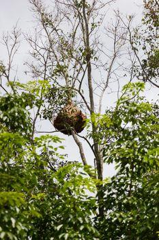 Huge wasp nest on the high tree branch in forest, Thailand