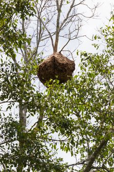 Paper wasp nest hangs on a tree in forest, Thailand