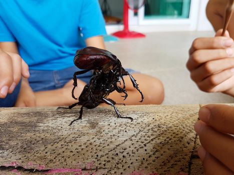 close-up rhinoceros beetle fighting on the wood log