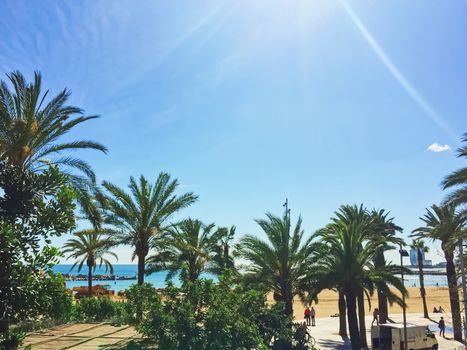 Palm trees on the beach in summer in Barcelona, nature and travel scene