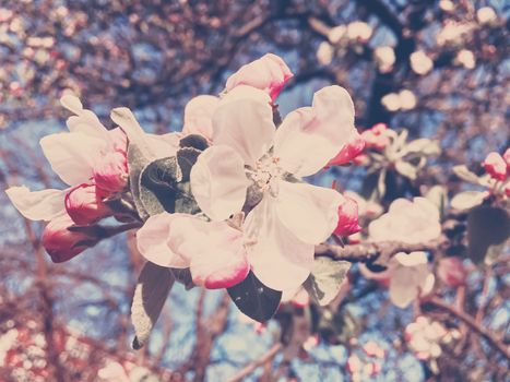 Blooming apple tree flowers in spring as floral background, nature and agriculture