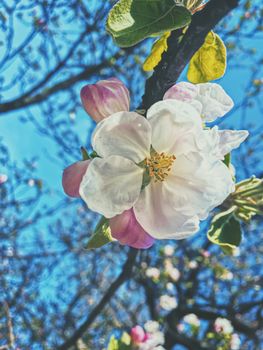 Blooming apple tree flowers in spring as floral background, nature and agriculture