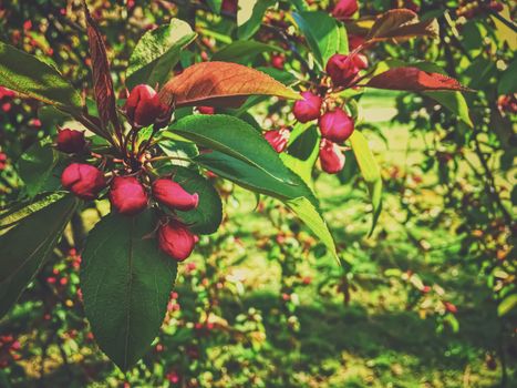 Red berries on tree at sunset in spring, nature and agriculture