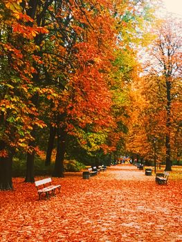 Autumn nature in park, fall leaves and trees outdoors, beautiful season