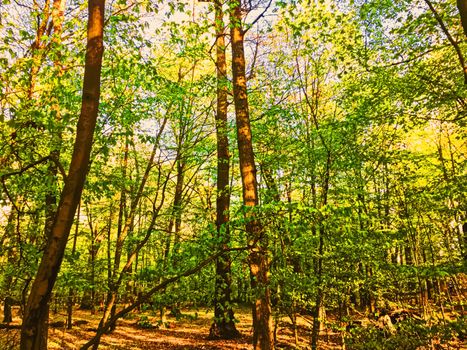 Spring forest landscape at sunset or sunrise, nature and environment