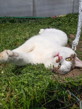 White cat with a striped tail. Domestic cat.