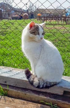 White cat with a striped tail. Domestic cat.
