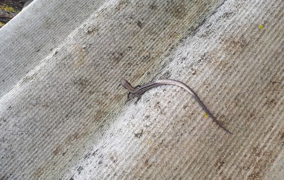 Little gray lizard on a slate sheet. small reptile.