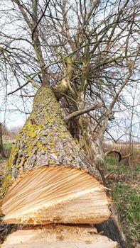 A sawed tree, a view from a sawed trunk. Cutting a tree.