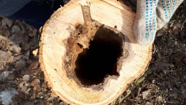 stump with an empty core. Put your hand in the hollow of the stump.