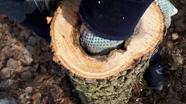 stump with an empty core. Put your hand in the hollow of the stump.