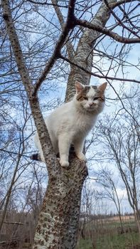 A cat in a tree. The pet cat climbed a tree.