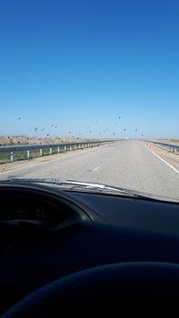 View from the windshield of the car on the track. A flock of birds takes off, scared off by the car.