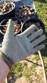 Hand in a working glove. Hand protection when planting potatoes. Garden work.