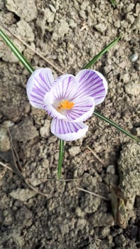 Beautiful white flower with purple streaks. Spring flowers